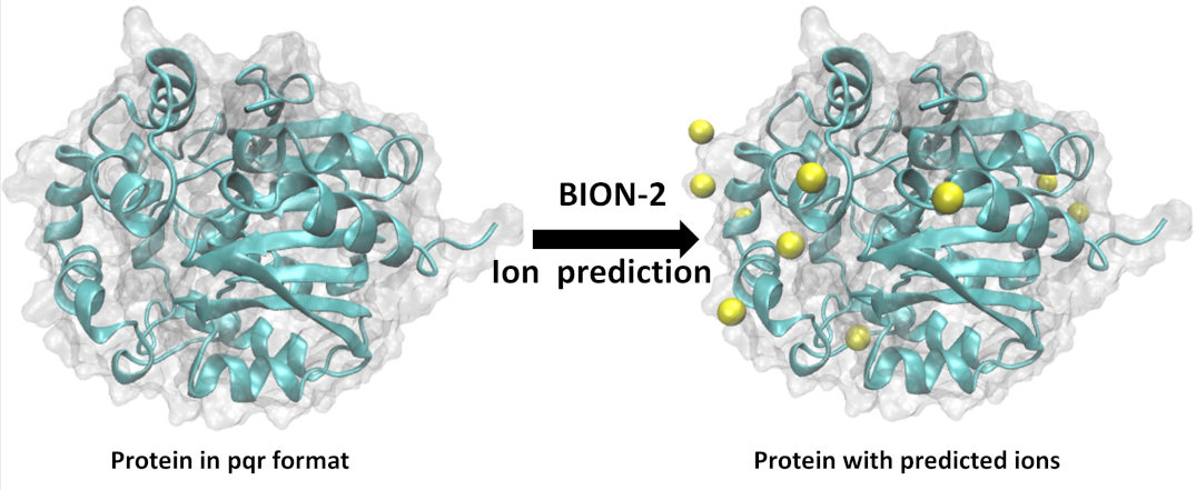 BION-2